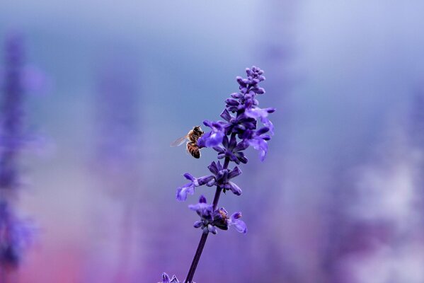 Abeja en lavanda sobre fondo borroso