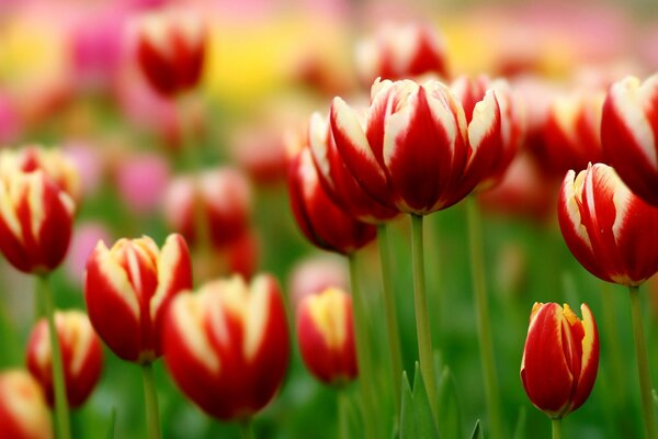 Sea of red velvet tulips