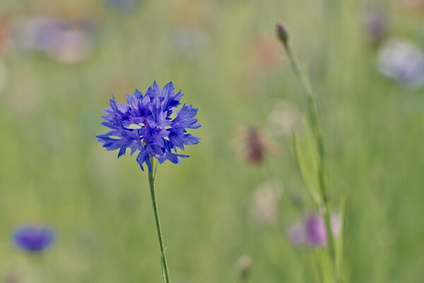 A blue flower in a blurry image