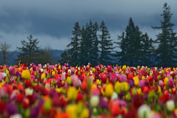 Tapis floral de tulipes lumineuses dans la forêt