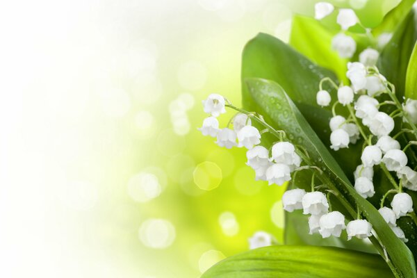 Fleurs de lys de la vallée