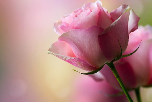 Rose. Fleur. Fond d écran de bureau