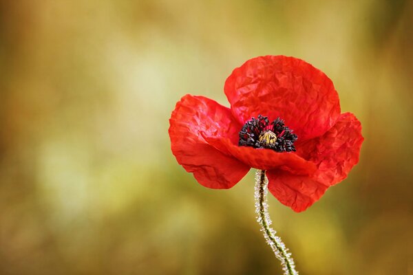 Imagen macro de una flor de amapola roja