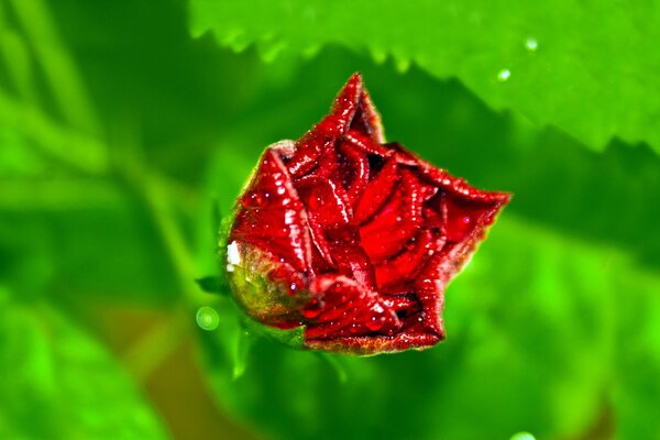 Rose with dew drops