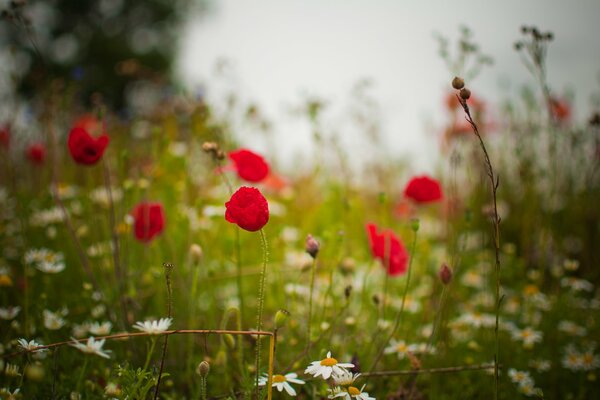 Eine Lichtung mit roten Mohnblumen und grünem Gras