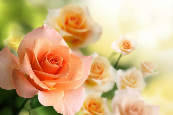 Delicati fiori di rosa