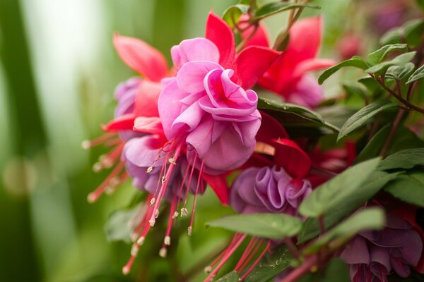 Belleza roja flor fucsia