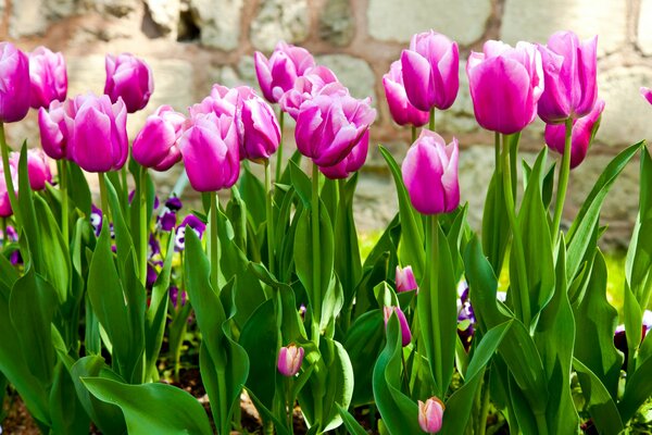 Wiosenne kwiaty w ogrodzie tulipany