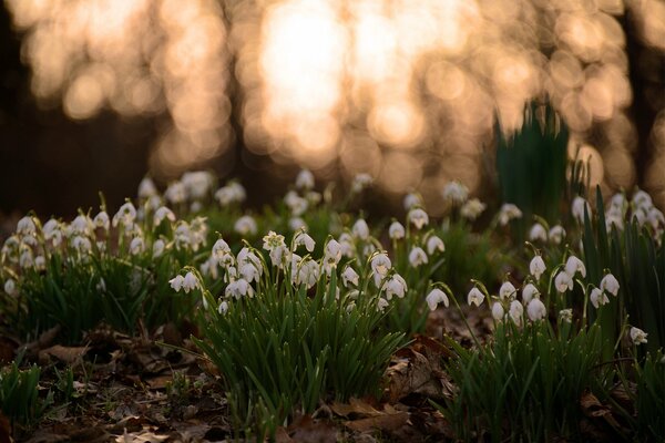 Gentle spring snowdrops