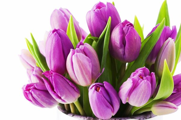 Bouquet of lilac spring tulips