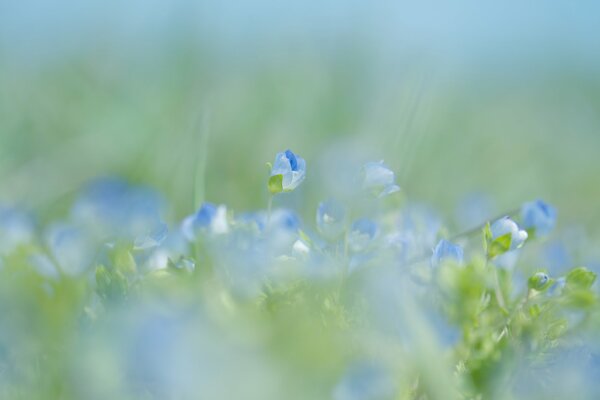 Blue flowers in spring nature