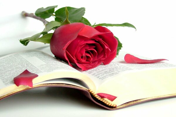 La rosa scarlatta che giace sul libro aperto