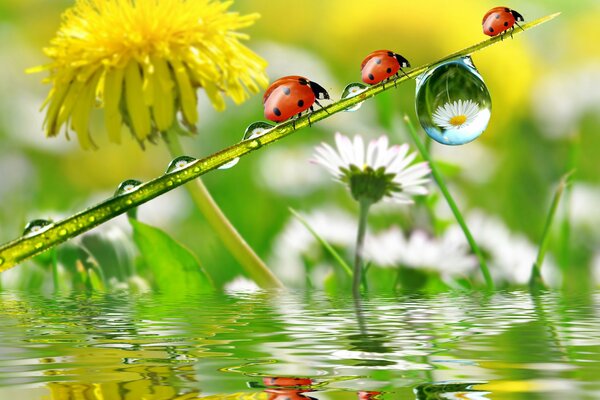 Three bugs are walking along the reed , drinking water