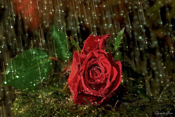 Rose im Regen Tropfen Nahaufnahme