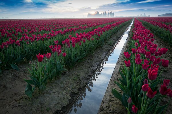 Tulpenfeld. Himmel und Blumen