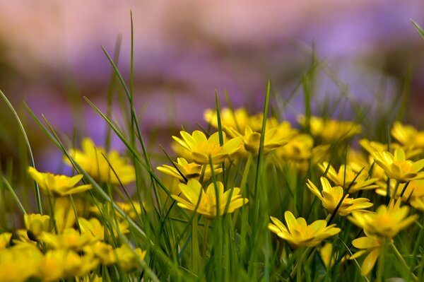 Micro wallpaper of yellow flowers in summer in the field
