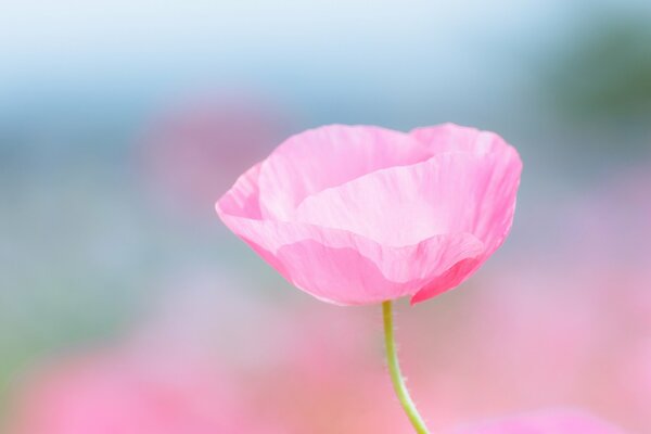 Rosa Mohn im Makro-Feld der Mohnblumen