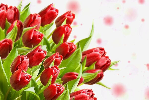 A bouquet of wonderful red tulips