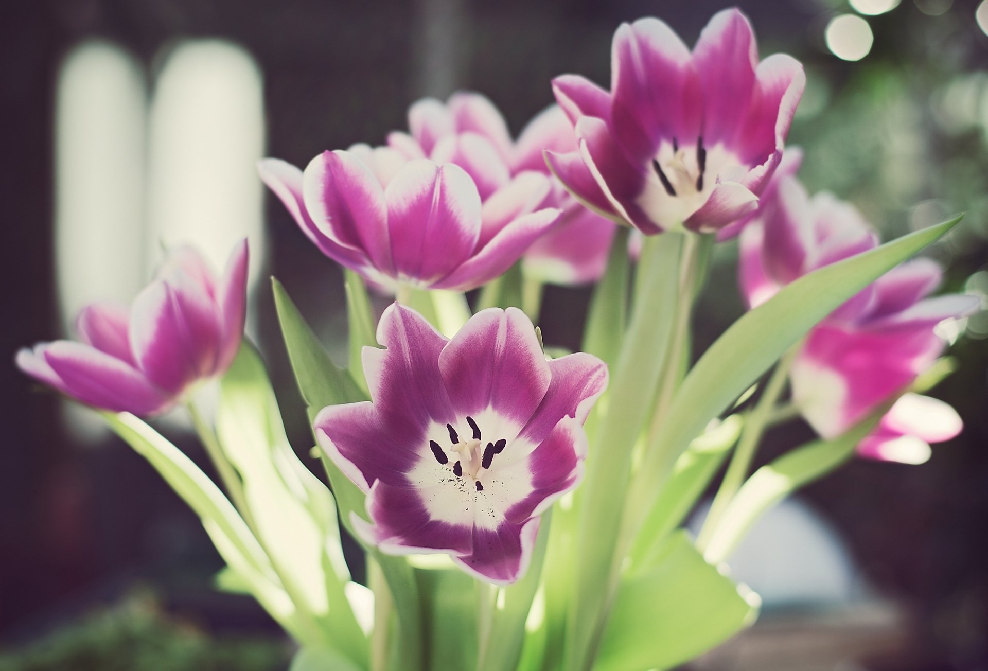 flores tulipanes tallos hojas pétalos reflejos bokeh