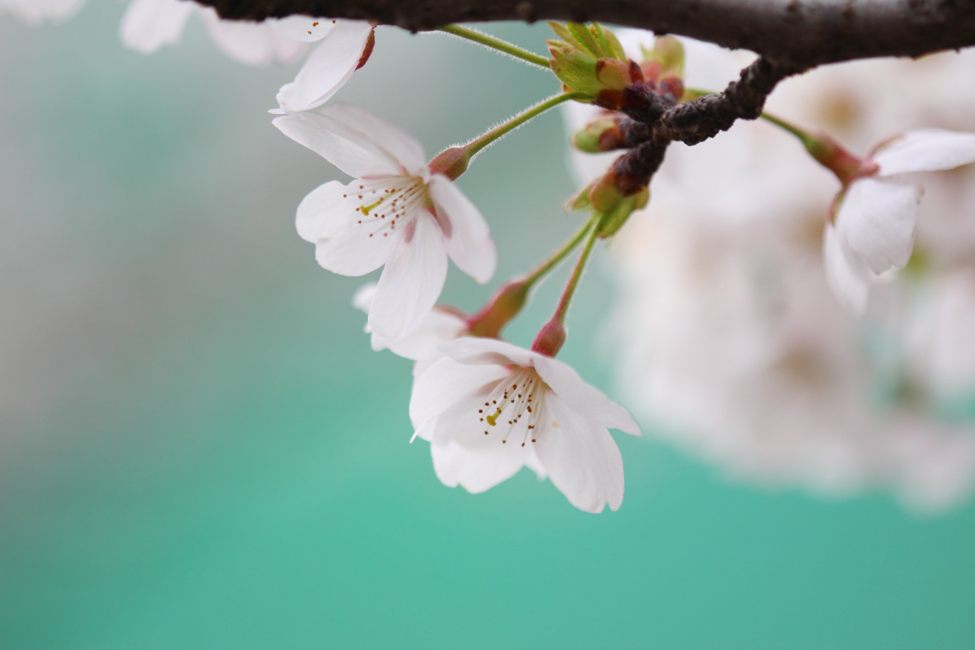 sakura cerisier floraison printemps fleurs blanc pétales branche brindille couleur bleu macro