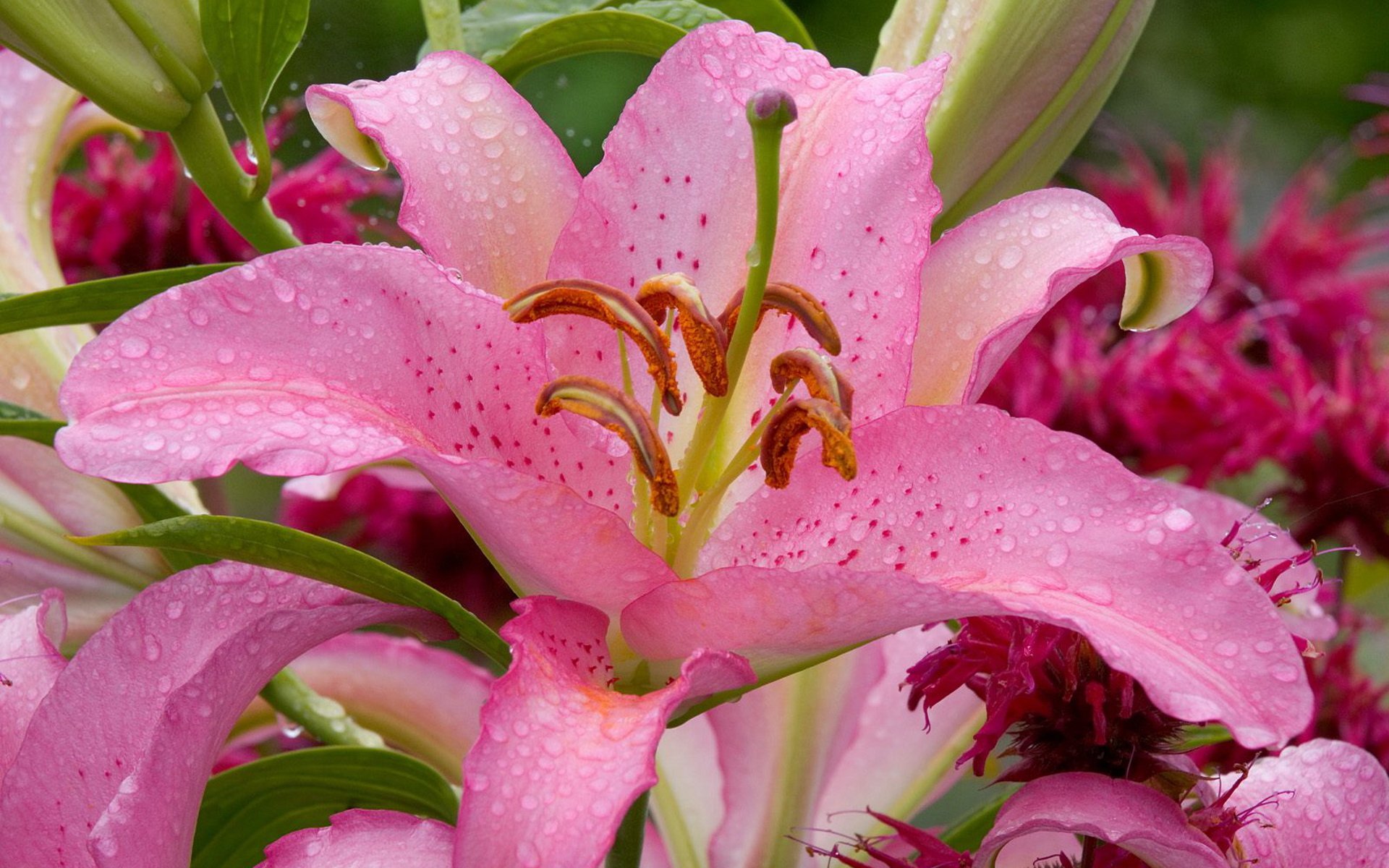 natura tapety różowe lilie kwiat krople wody piękno natura lilia różowy rosa krople płatki pręciki słupki liście łodygi czułość