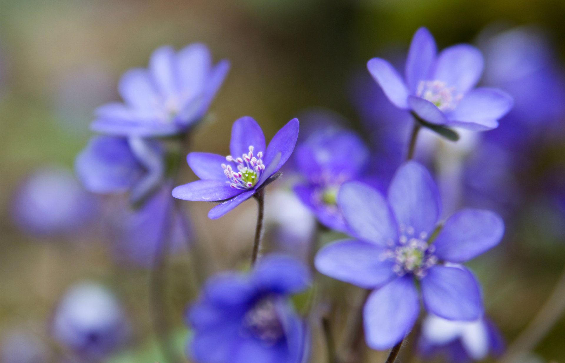 überlauf überlauf blau blütenblätter makro unschärfe