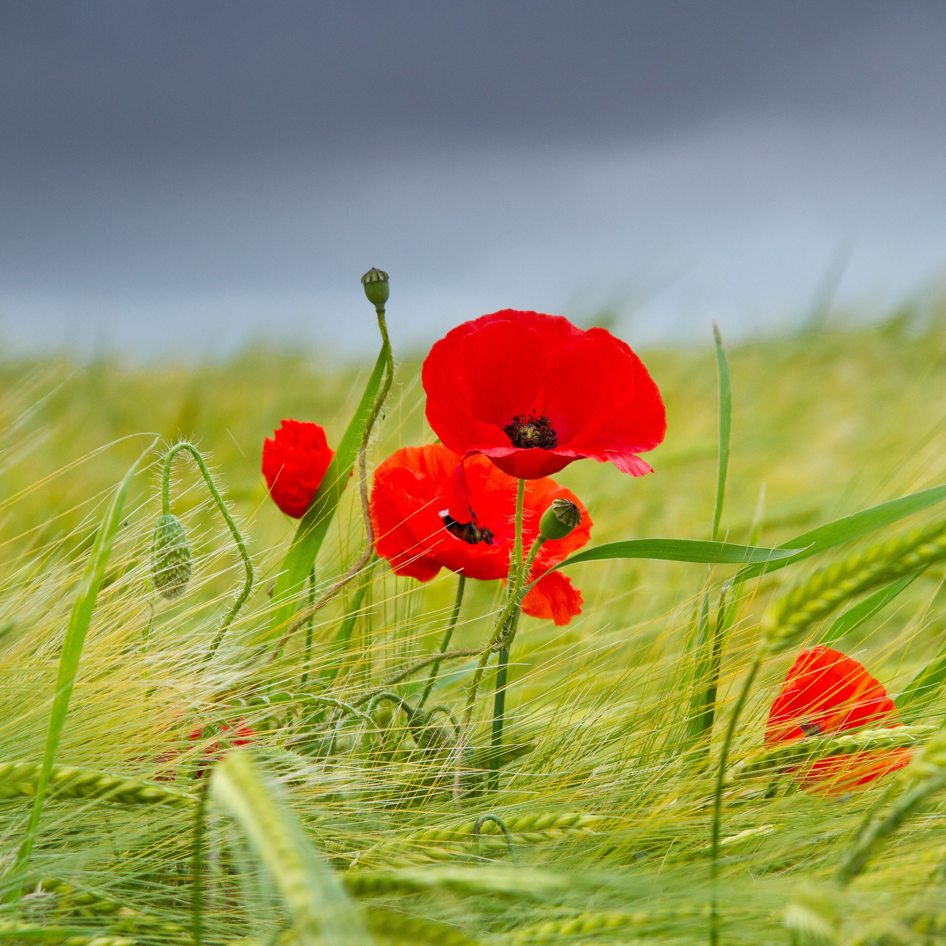 blumen mohn feld ährchen himmel sommer