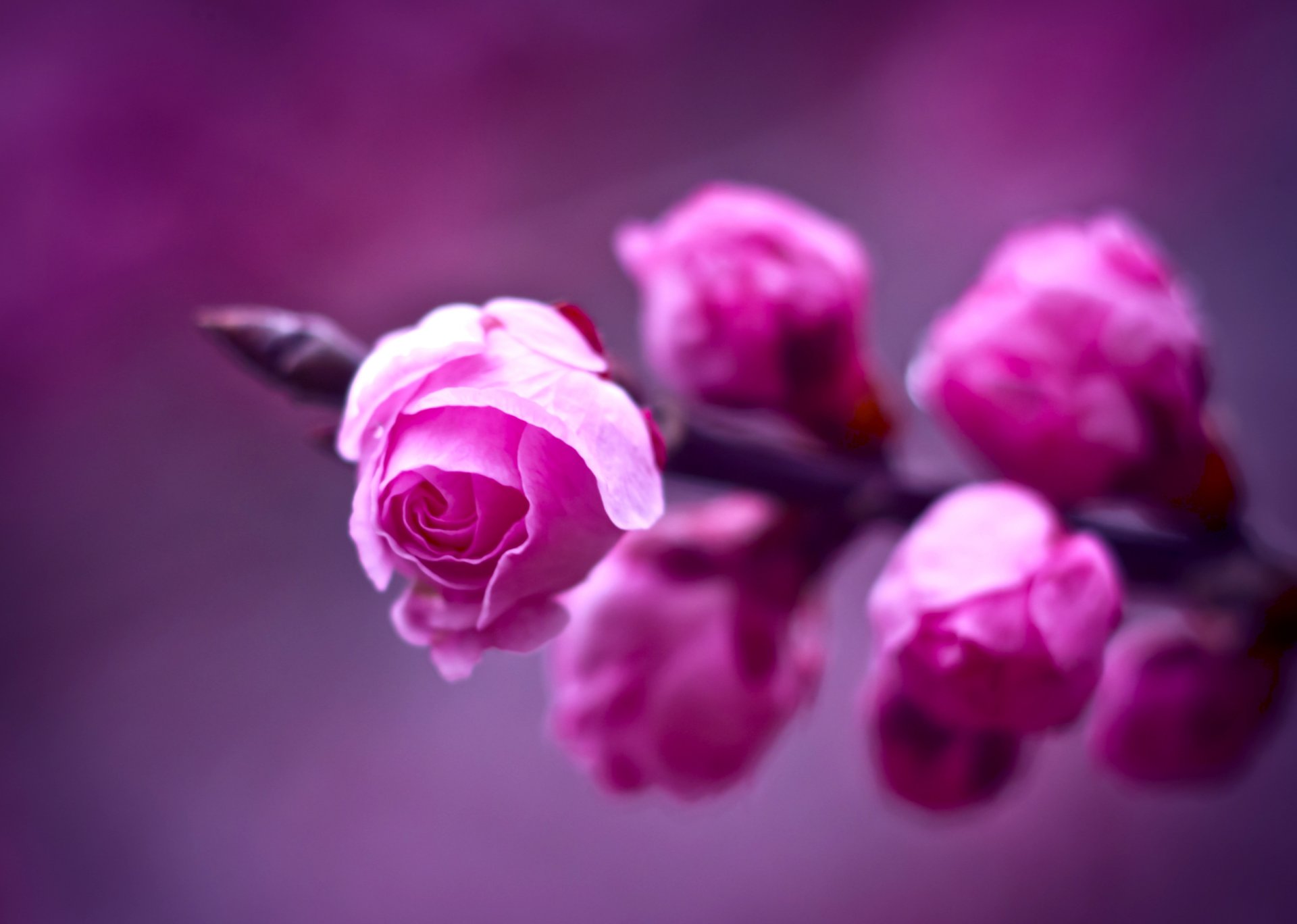 pink roses branch purple background close up blur