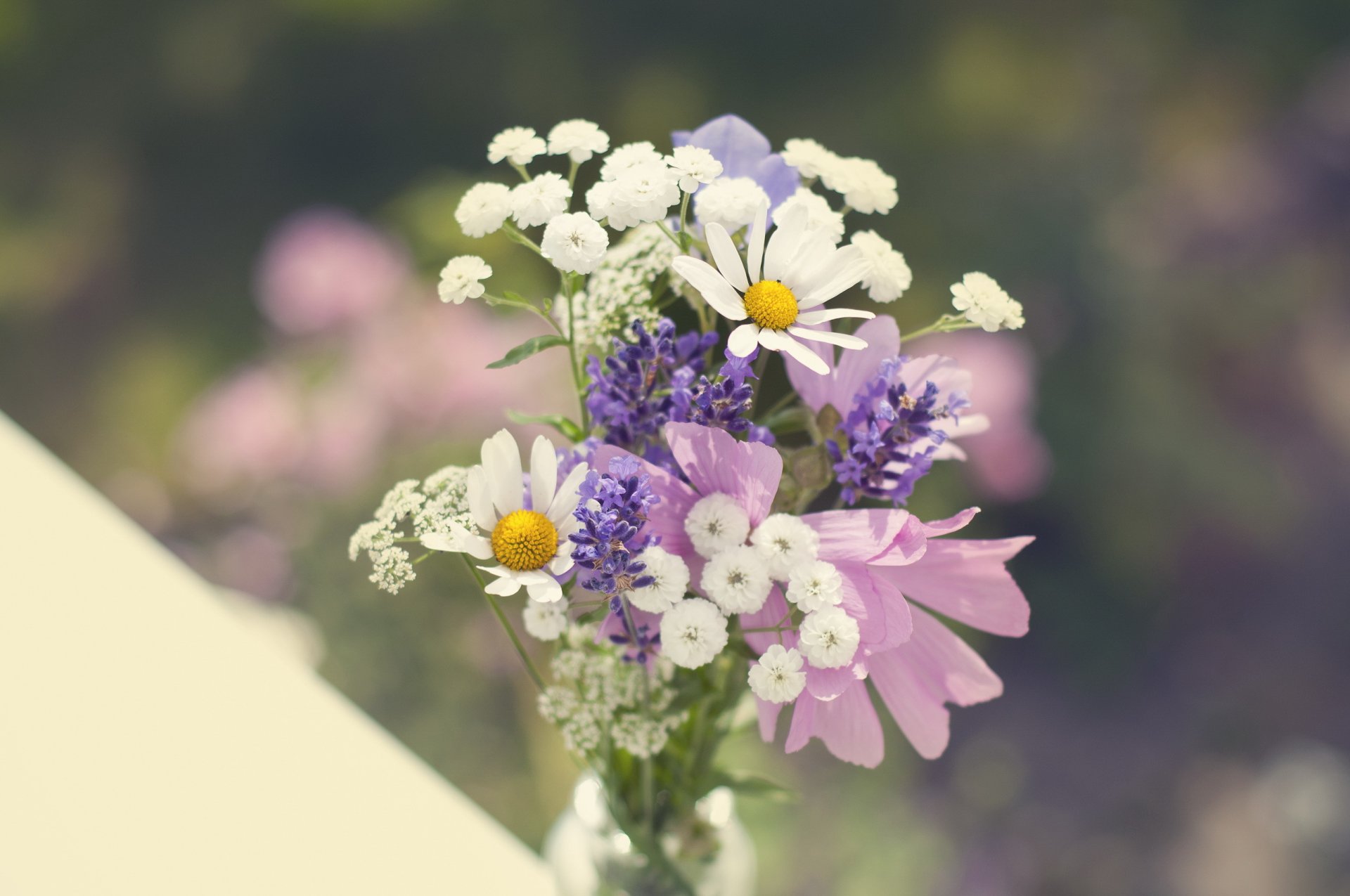 bouquet fleurs sauvages camomille