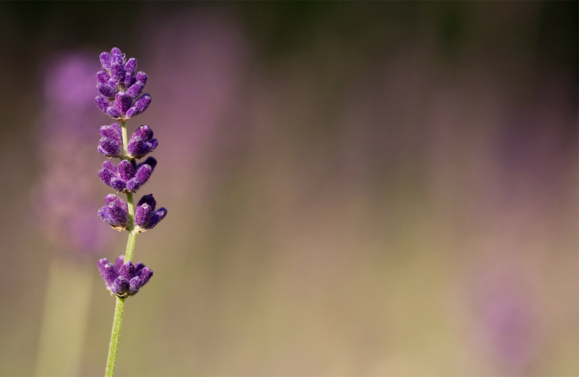 lavande lilas violet fleurs gros plan flou