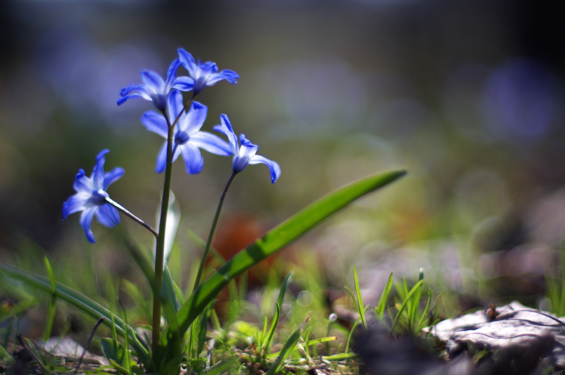 fleurs bleu primevère herbe verdure terre printemps lumière gros plan