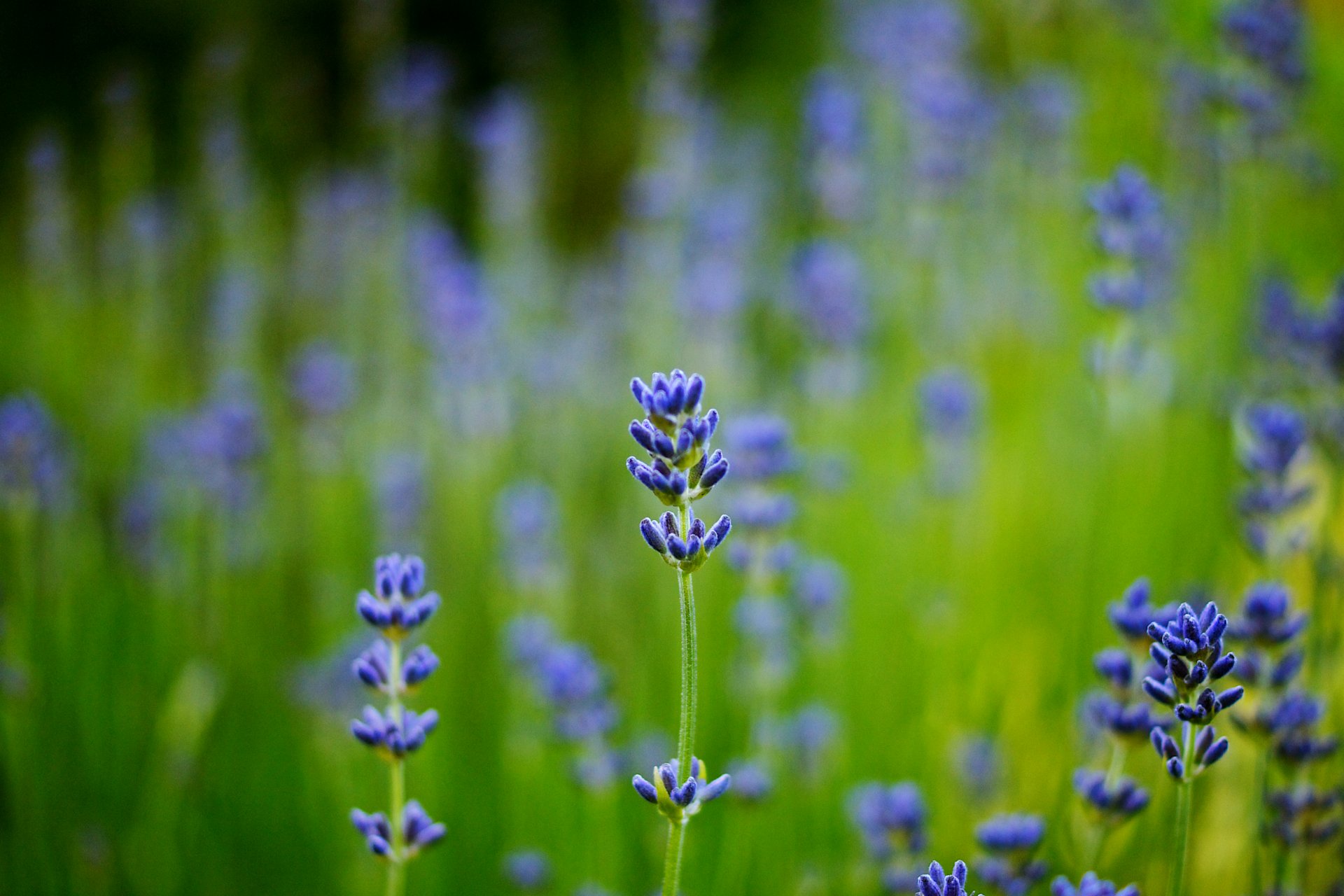 lavanda blu campo macro sfocatura