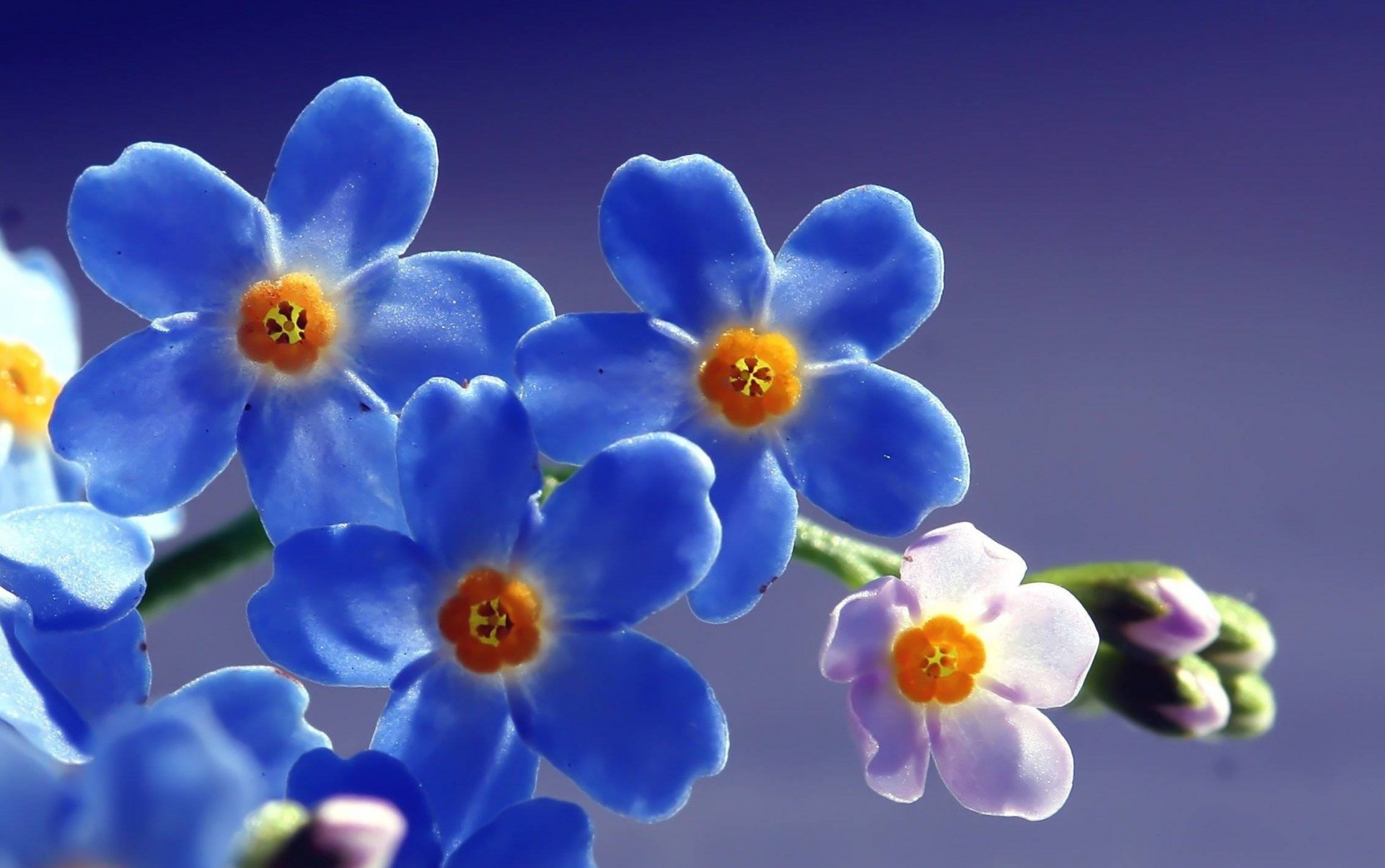 blumen makro feld vergissmeinnicht blau sonne licht