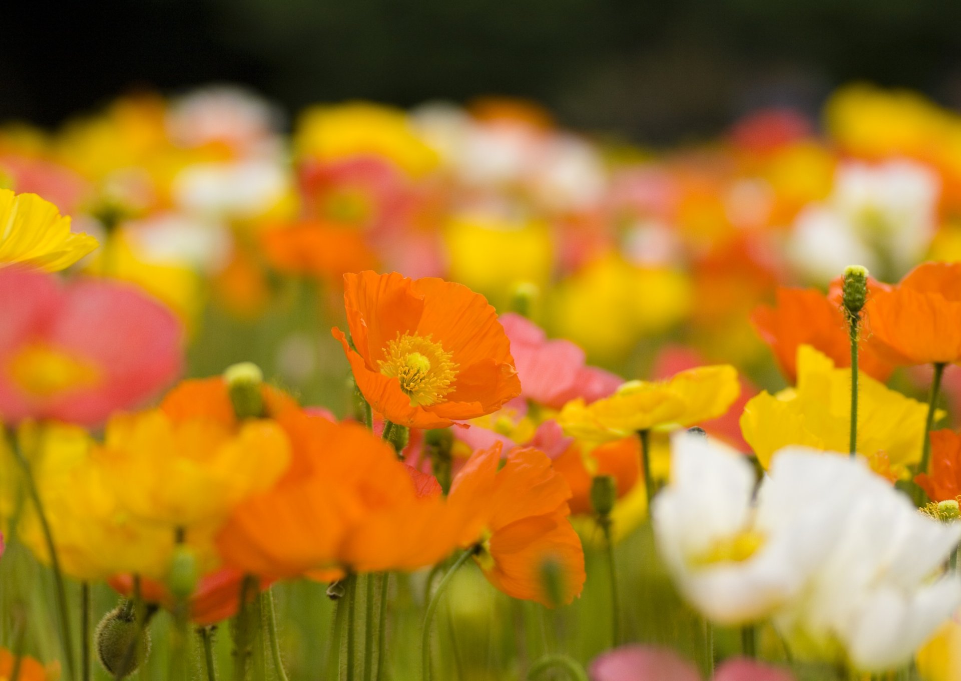 mohnblumen blumen knospen blütenblätter orange gelb weiß hell stiele feld lichtung pflanzen frühling natur blüte