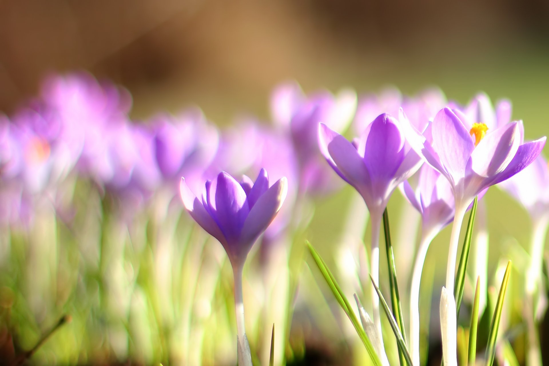 crocus primevère printemps bokeh