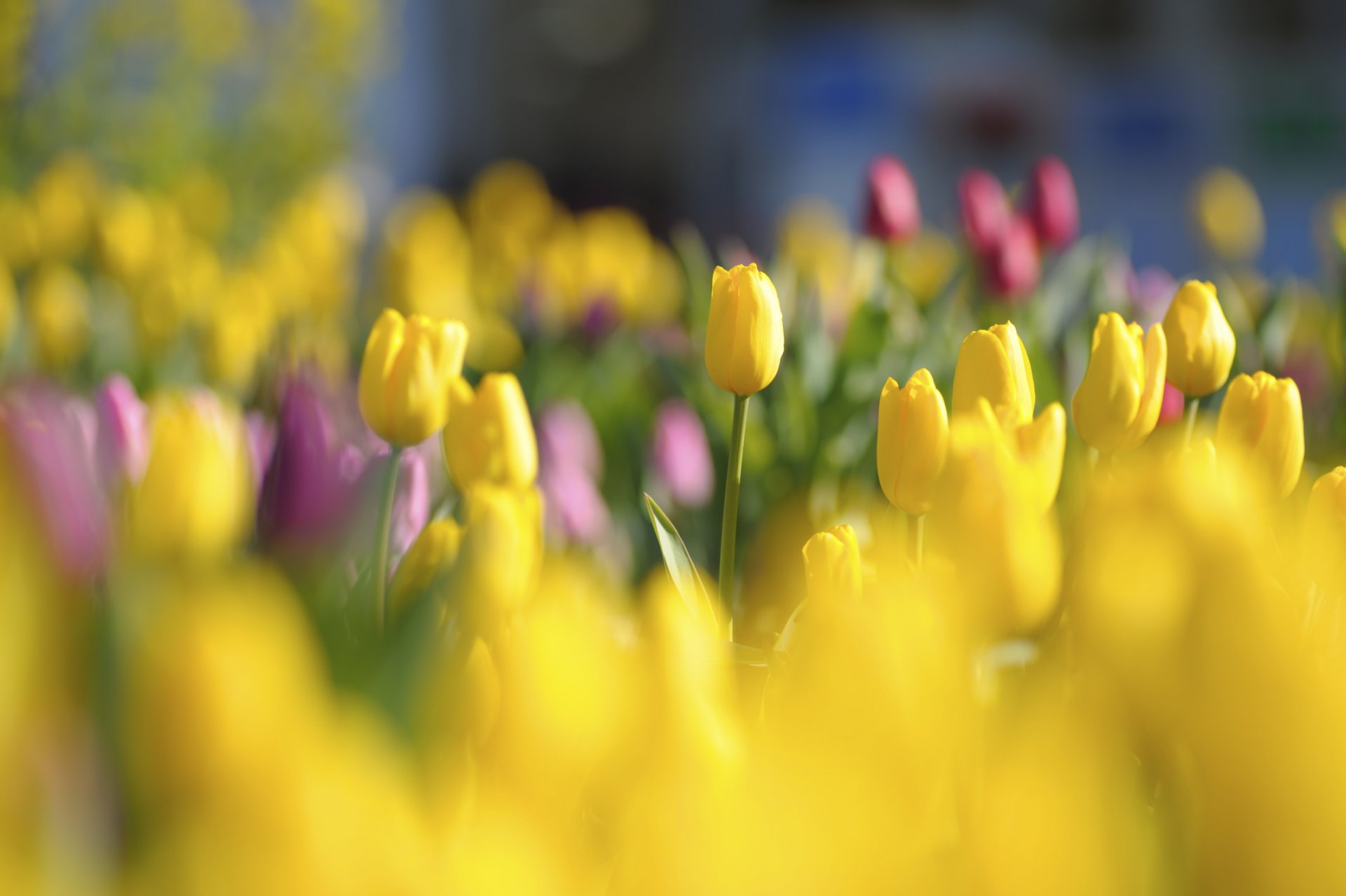 tulpen blumen knospen gelb rot hell lichtung frühling licht