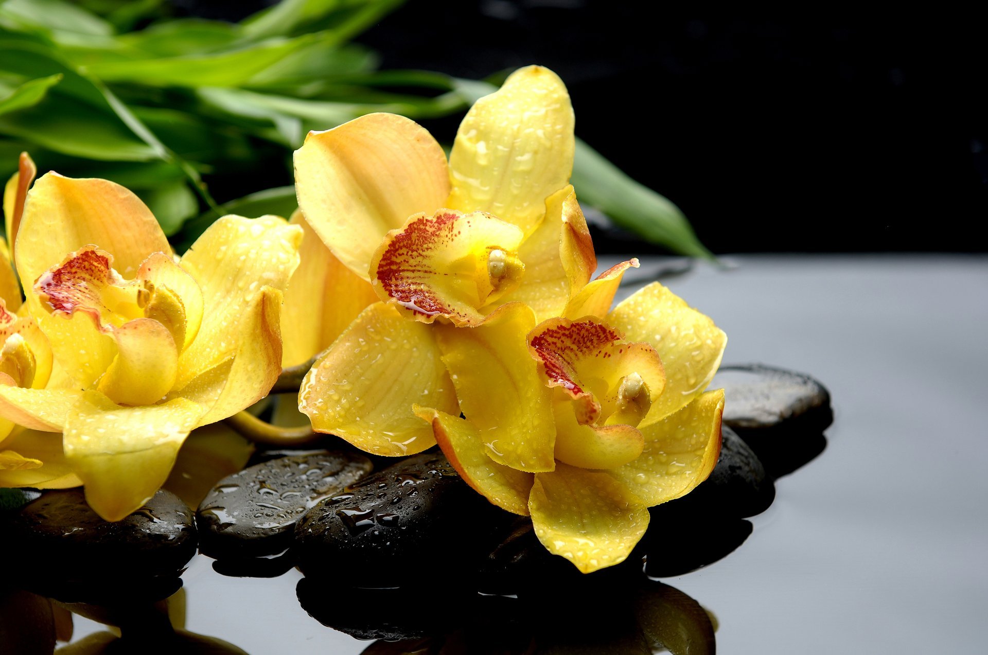 orquídeas amarillo piedras negro gotas macro reflexión