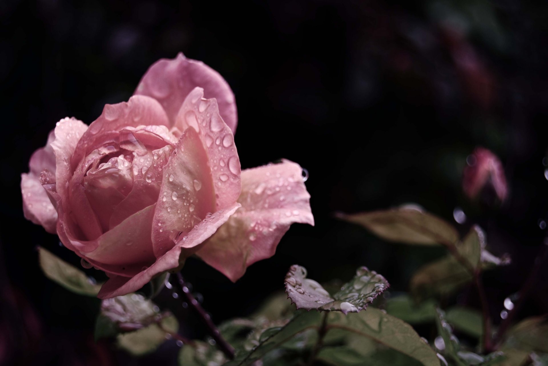 rose rose bourgeon pétales fleur feuilles gouttes eau rosée pluie beauté gros plan