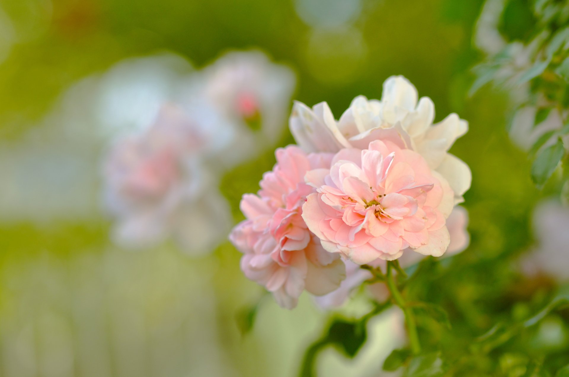 roses rose fleurs pétales bourgeons buisson feuilles vert verdure jardin flou tendresse beauté nature gros plan