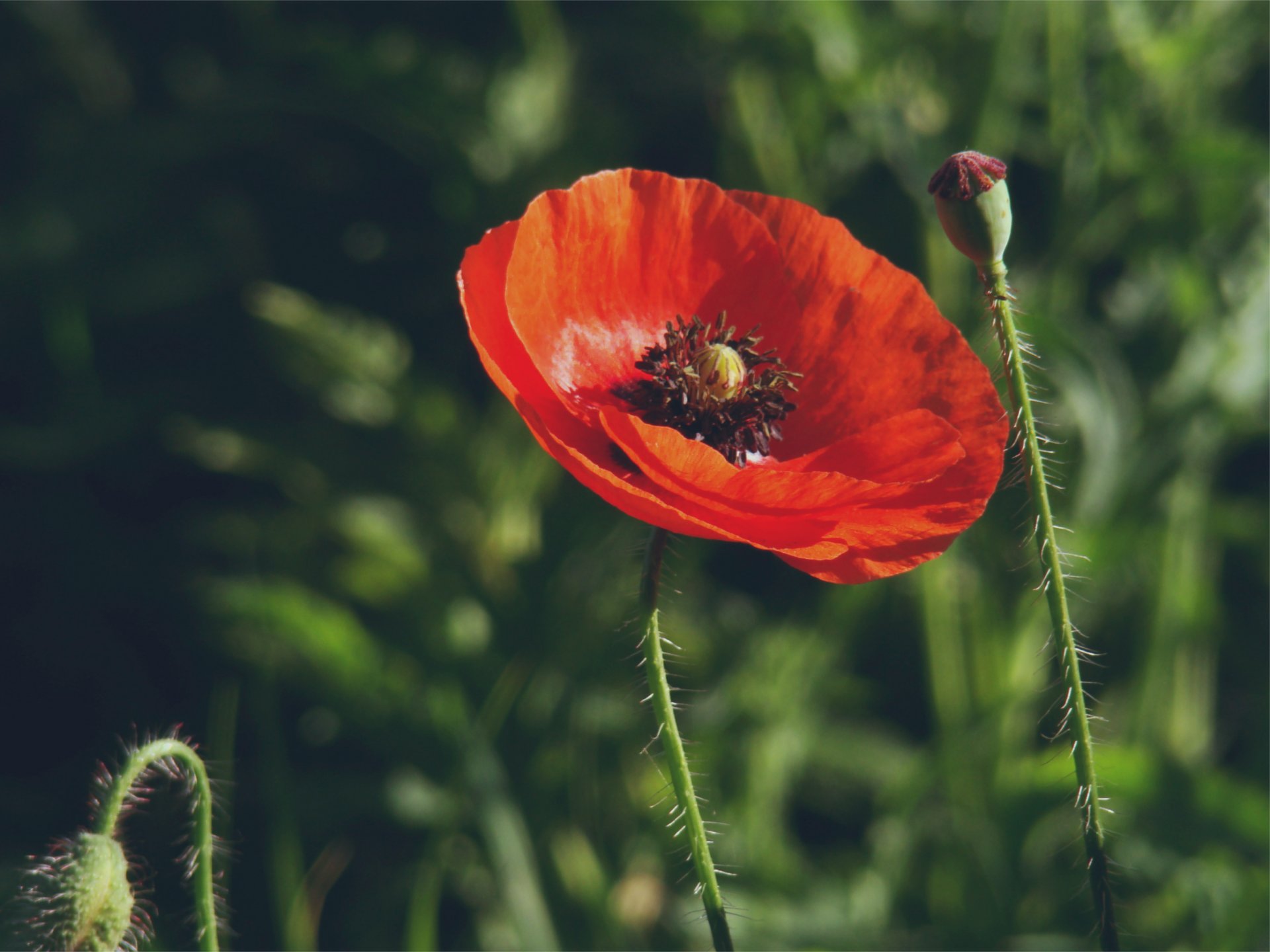 poppy red flower flowers buds grass close up blur