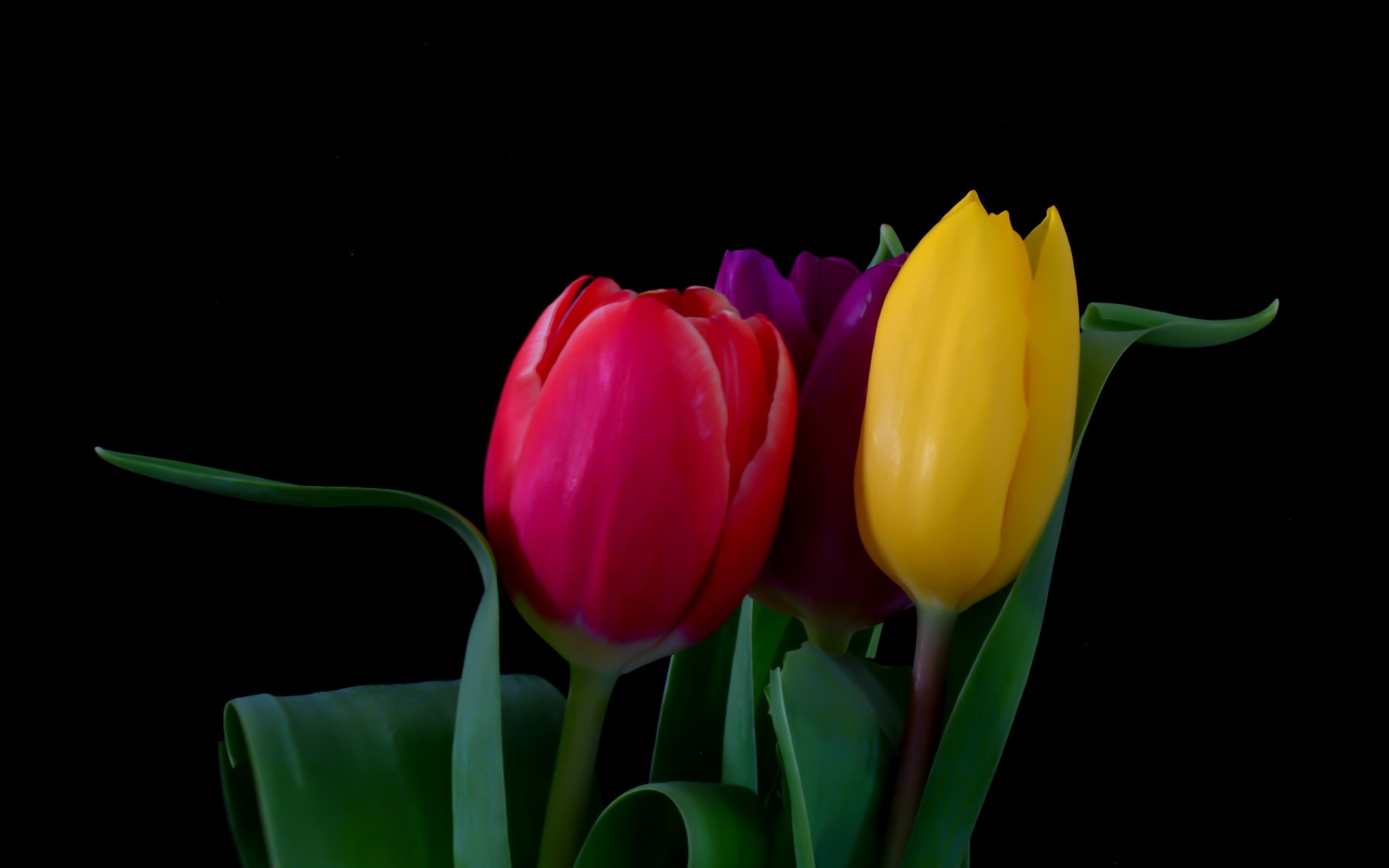 fleurs tulipes bouquet