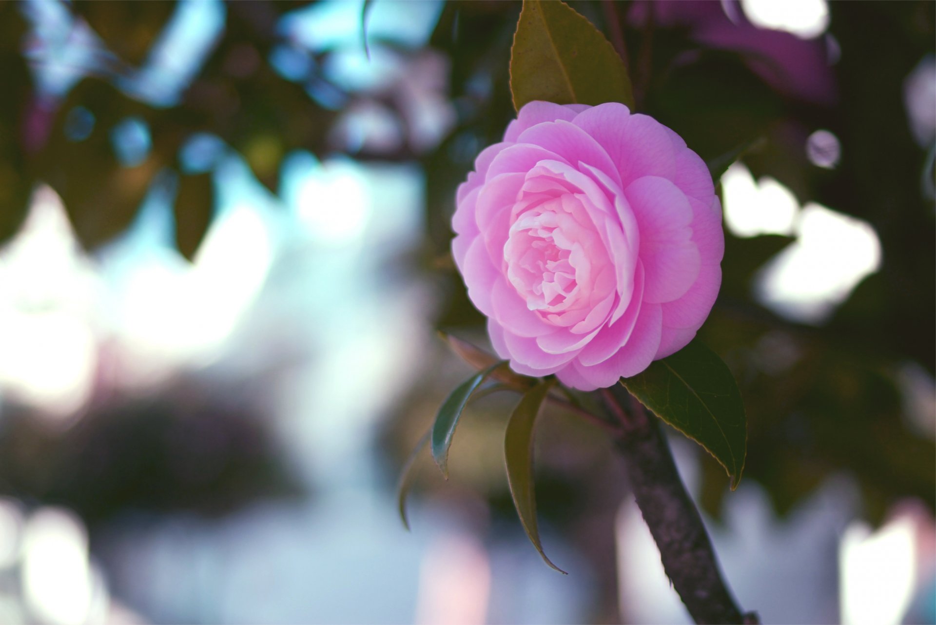 camellia pink flower leaves branch close up