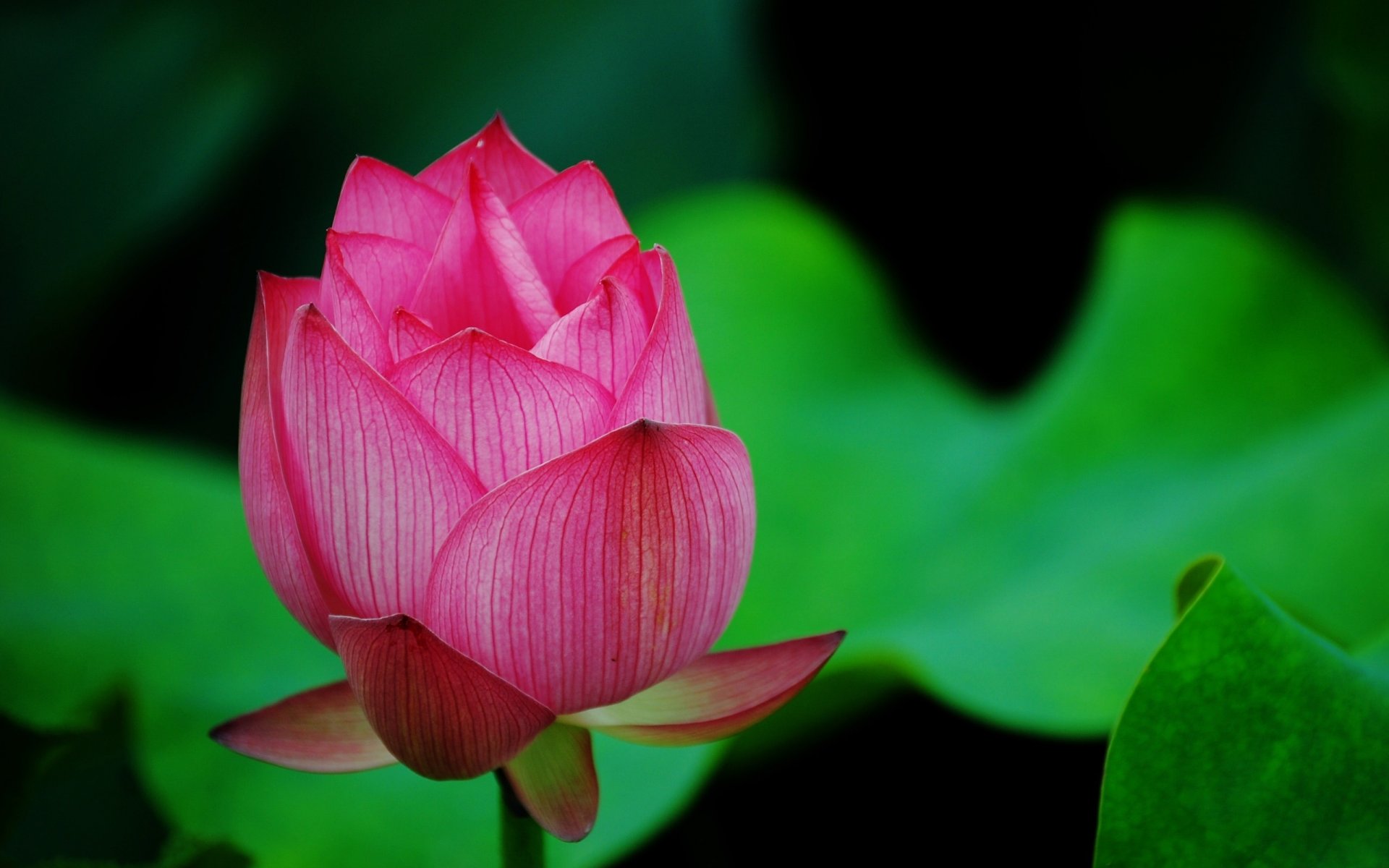 lotus flower close up bud green pink petal