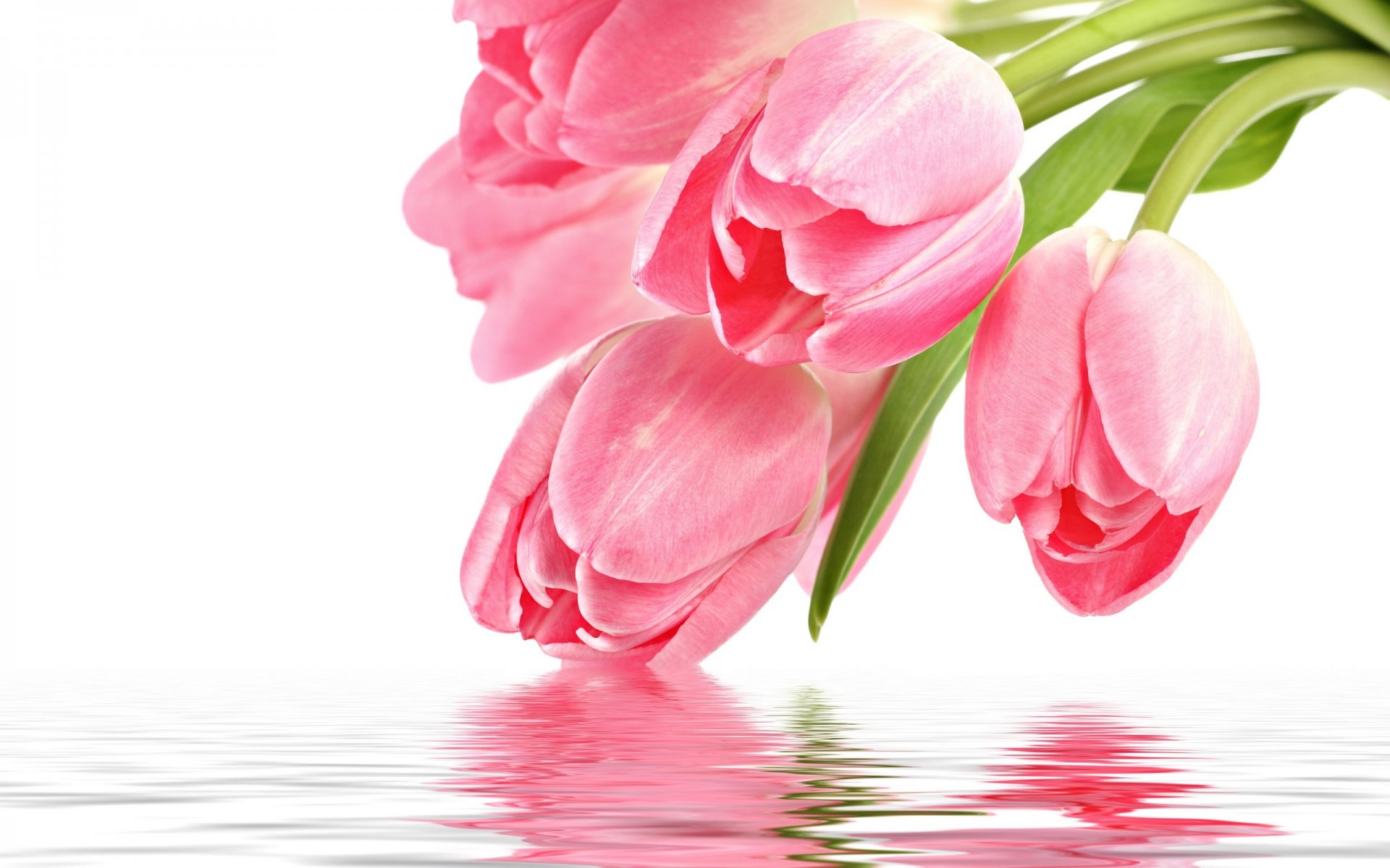 flowers pink tulip pink tulips reflection for you with love holiday