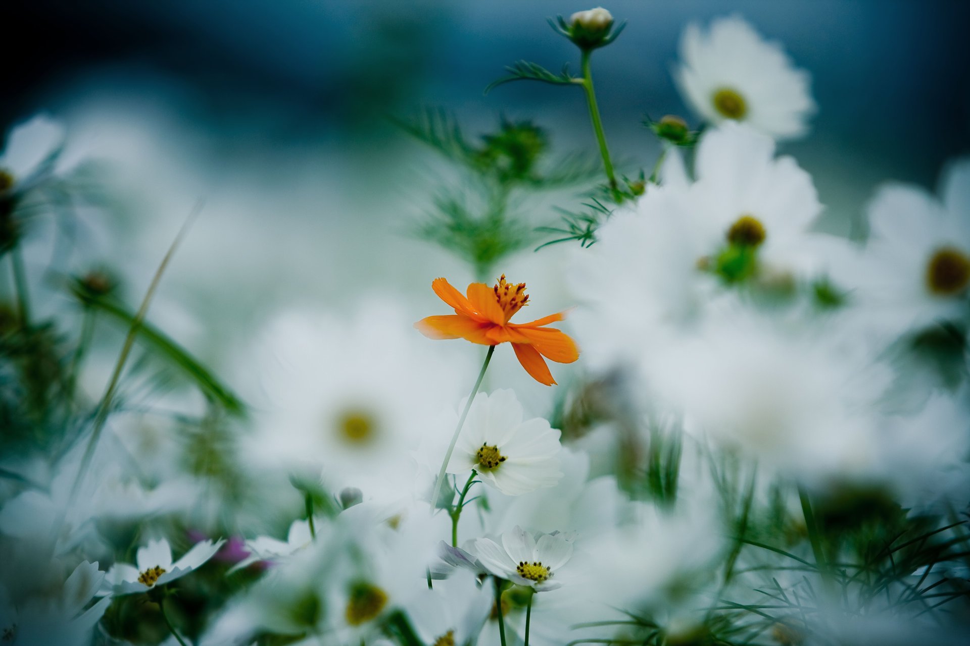 blumen orange weiß kosmea blütenblätter stängel gras pflanzen lichtung blüte sommer unschärfe