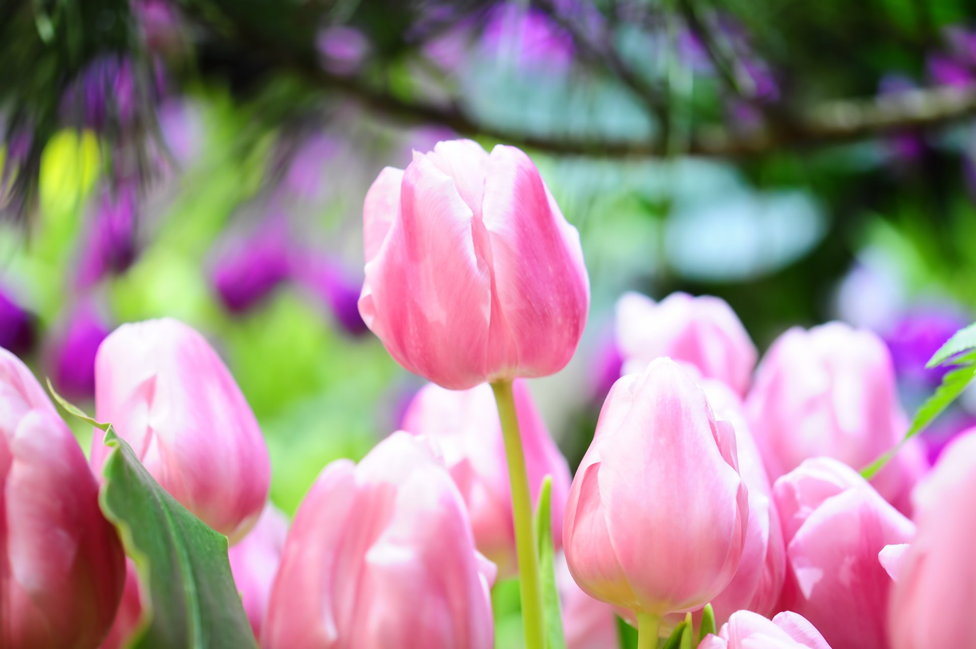 tulips pink buds spring close up bright