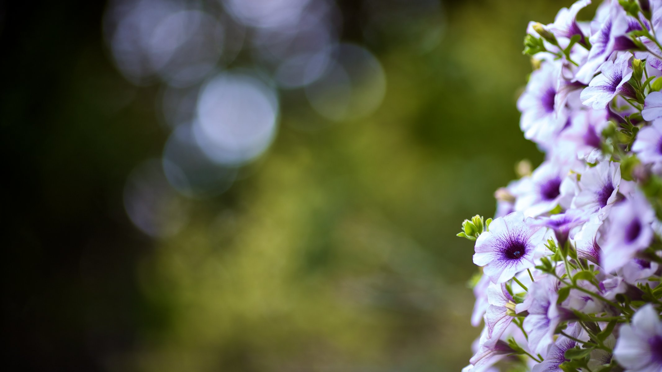 macro fiori bokeh foglie estate