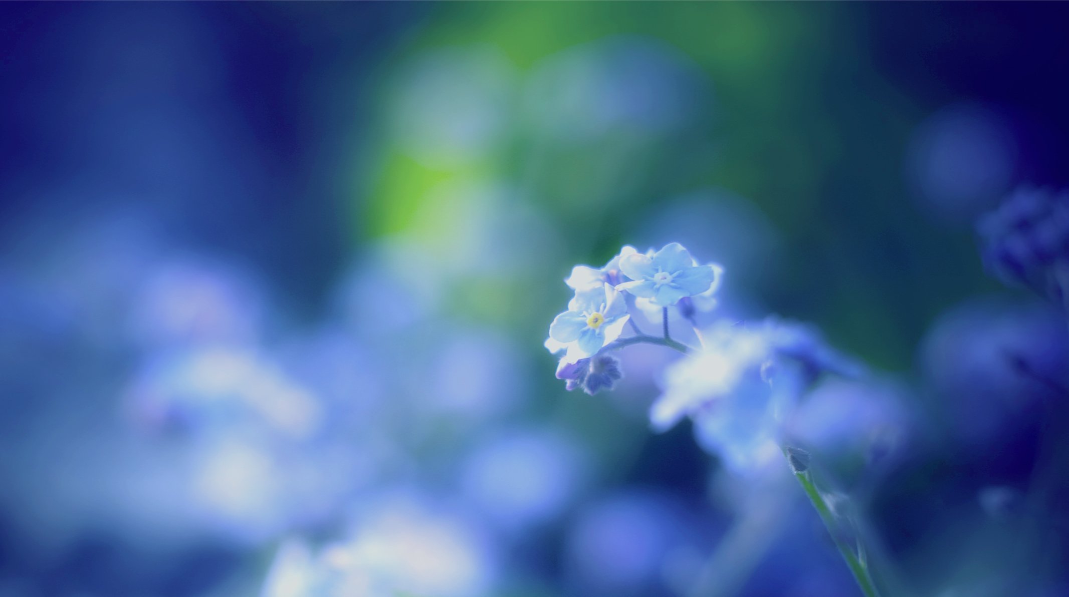 forget-me-nots blue forget-me-nots blue macro blur