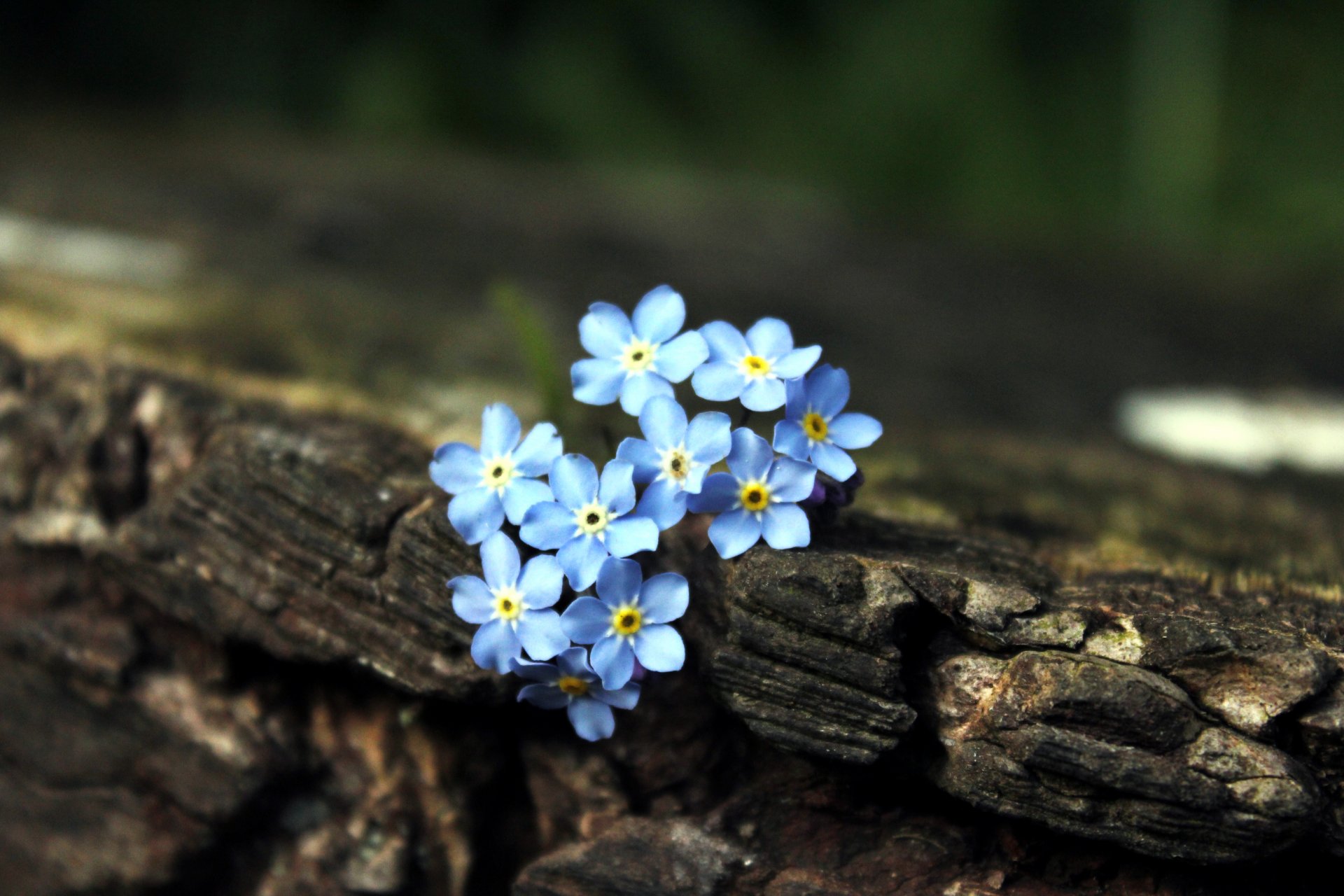 flores nomeolvides árbol azul marrón