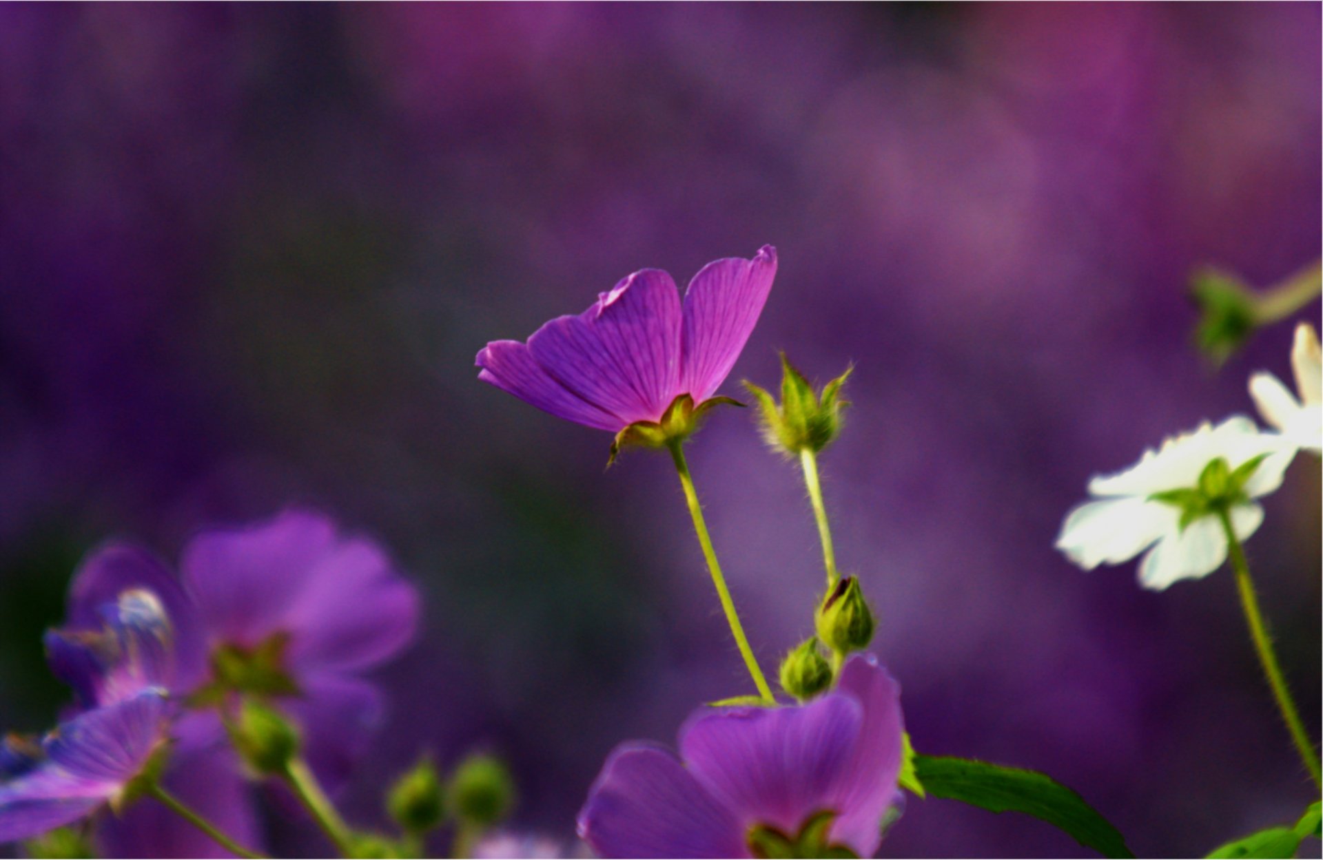 anode anoden blumen lila weiß makro unschärfe